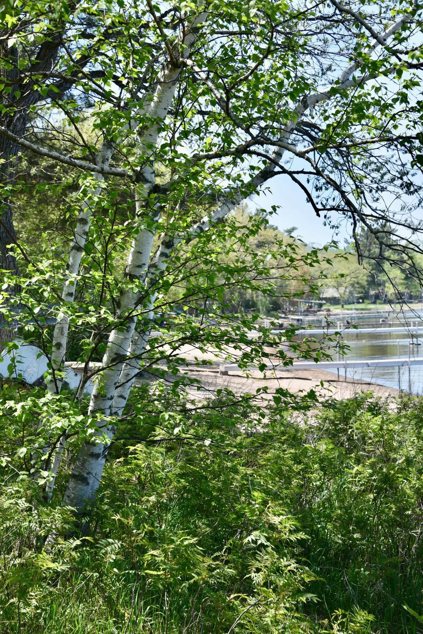 DSC_0223.JPG