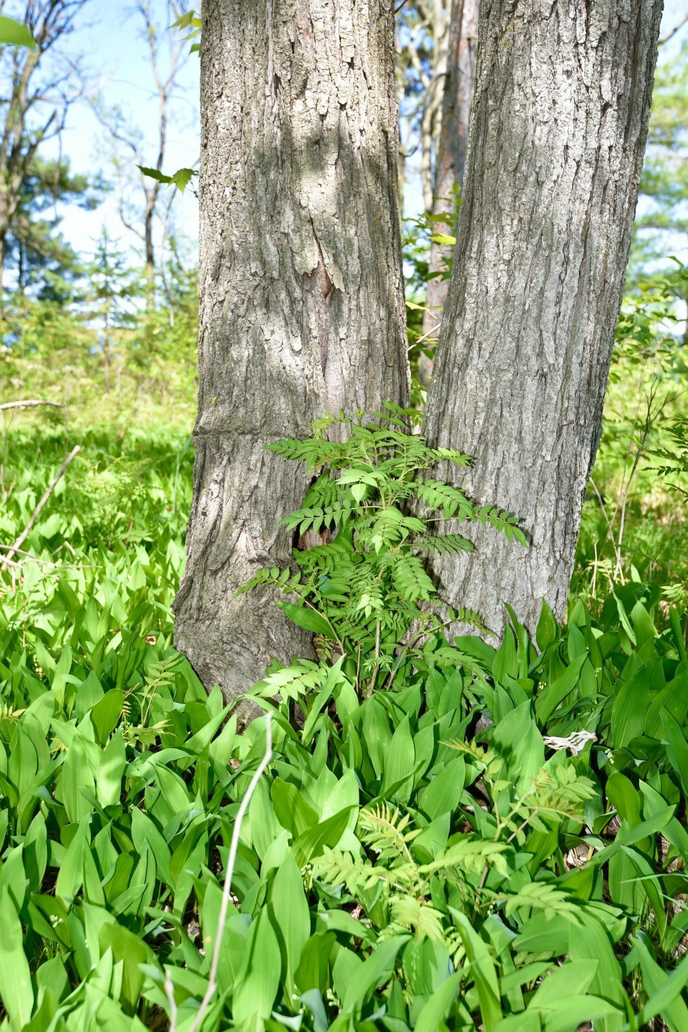 DSC_0202.JPG
