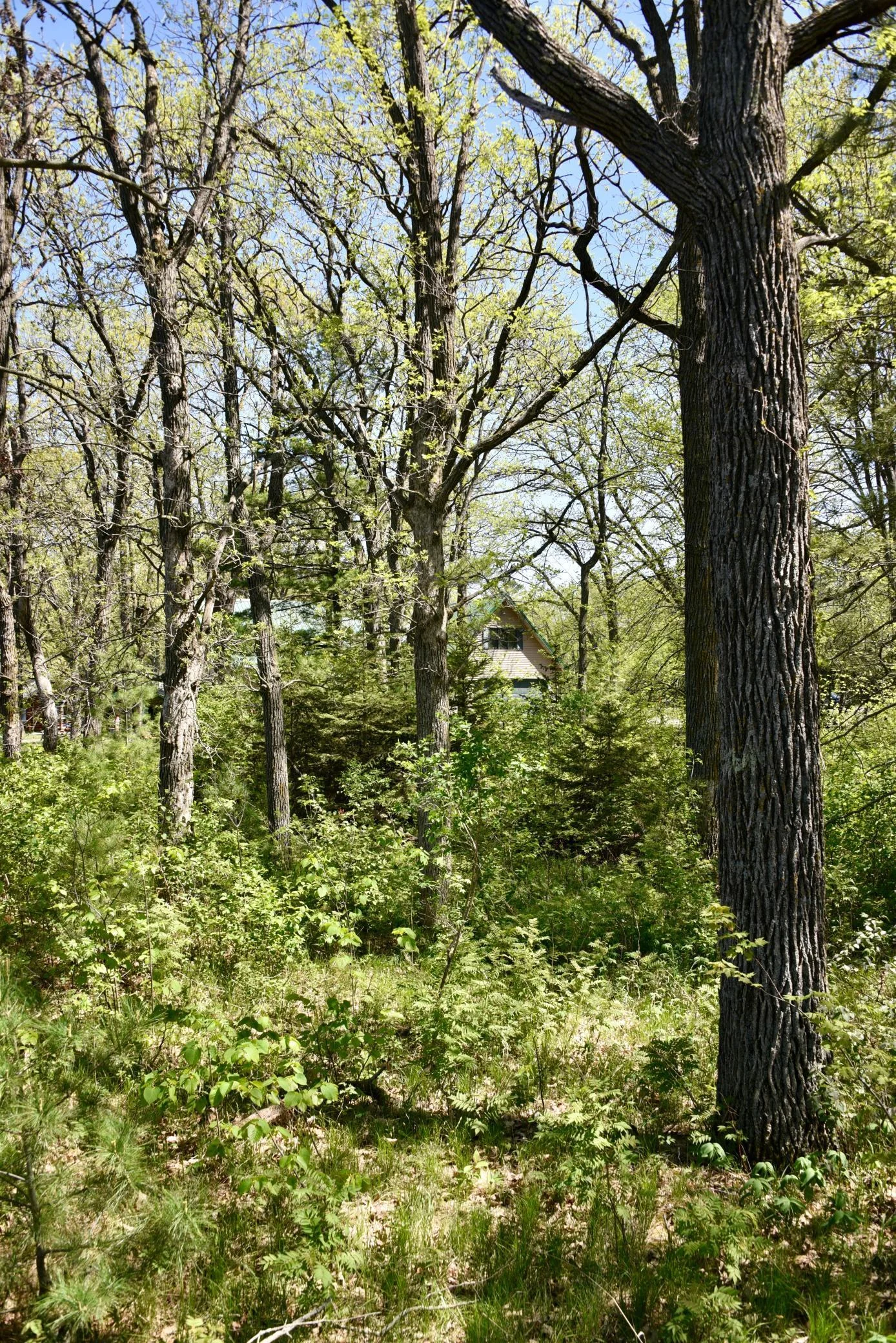 DSC_0233.JPG