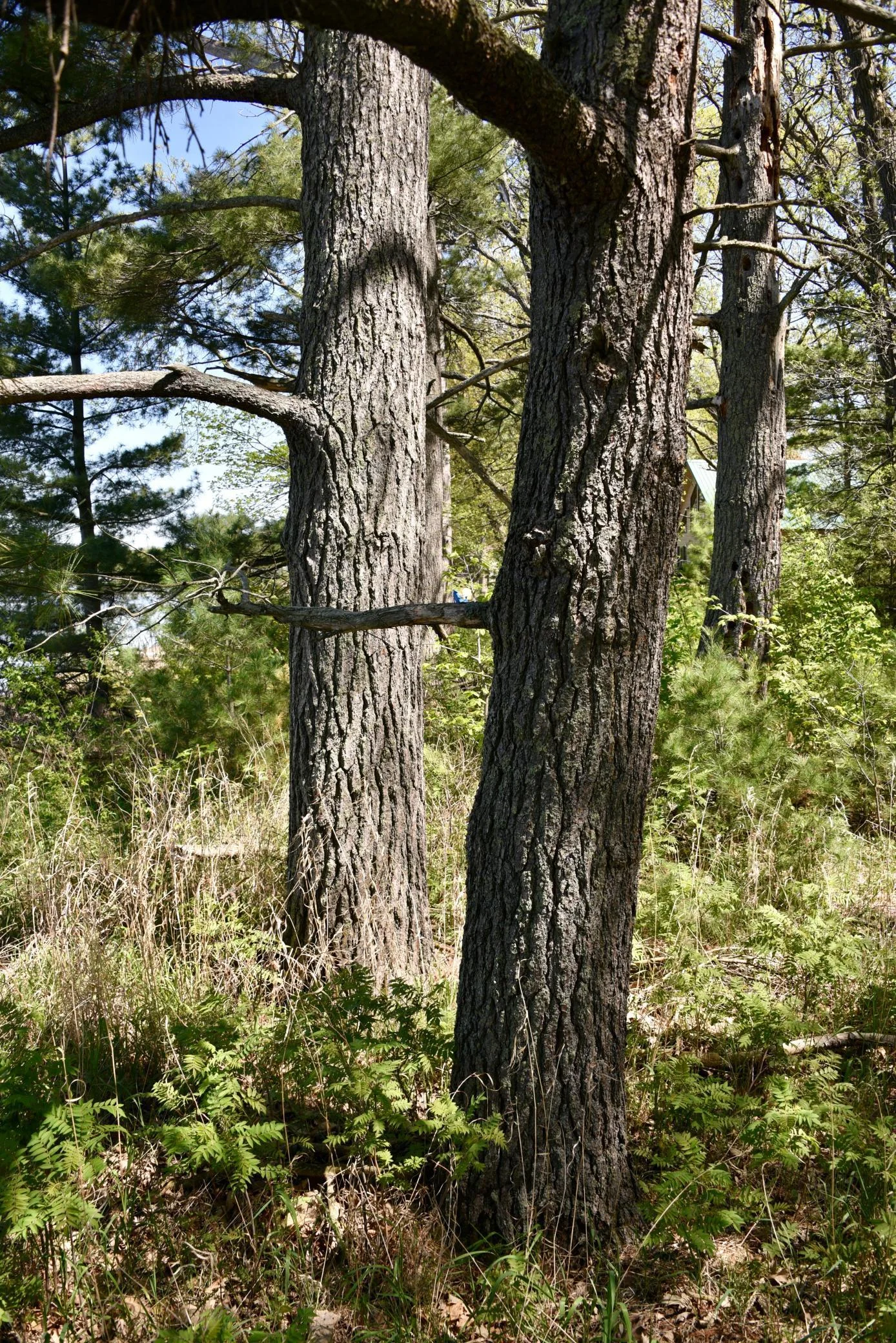 DSC_0232.JPG