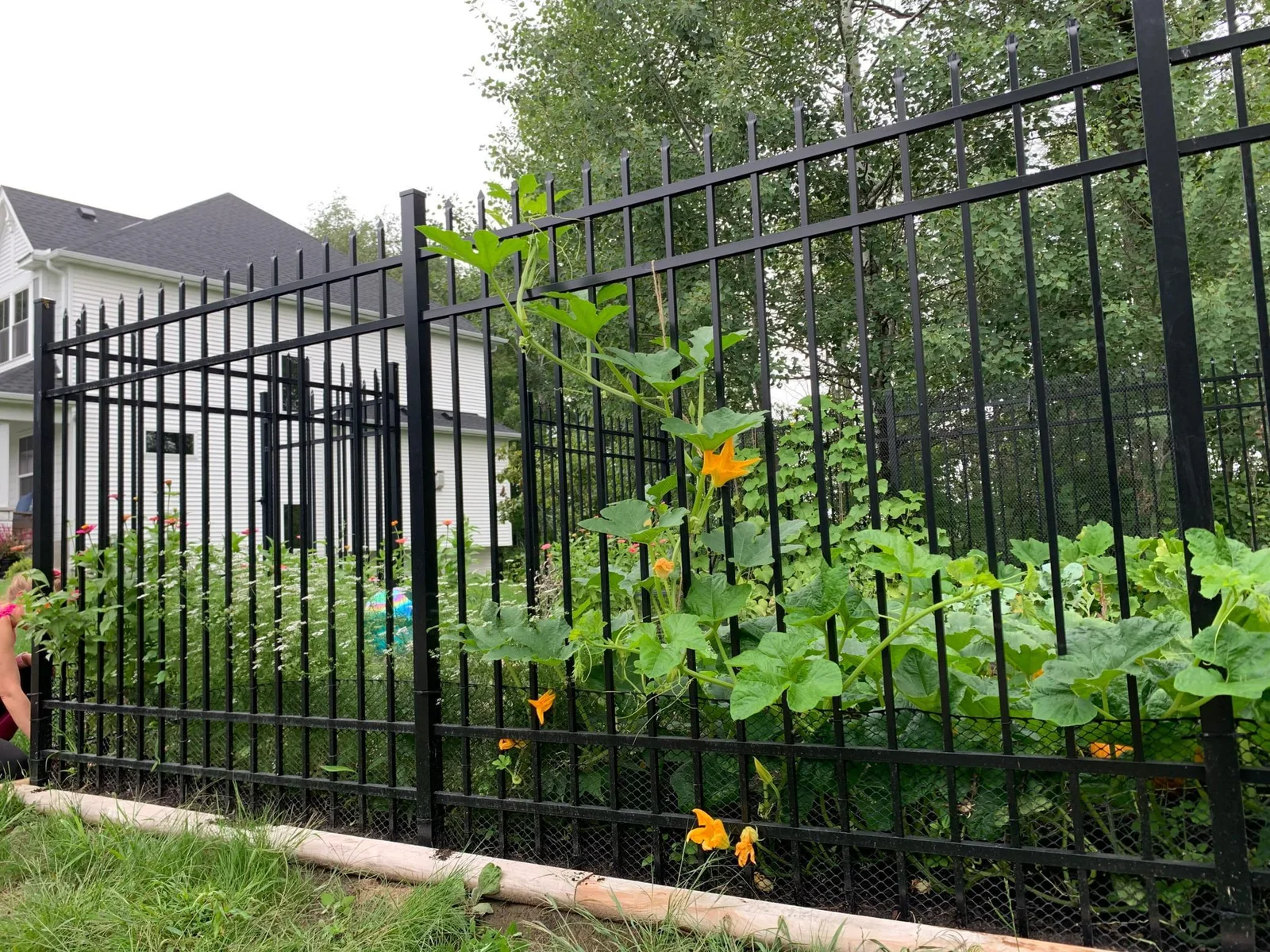 Fenced garden-- watering system