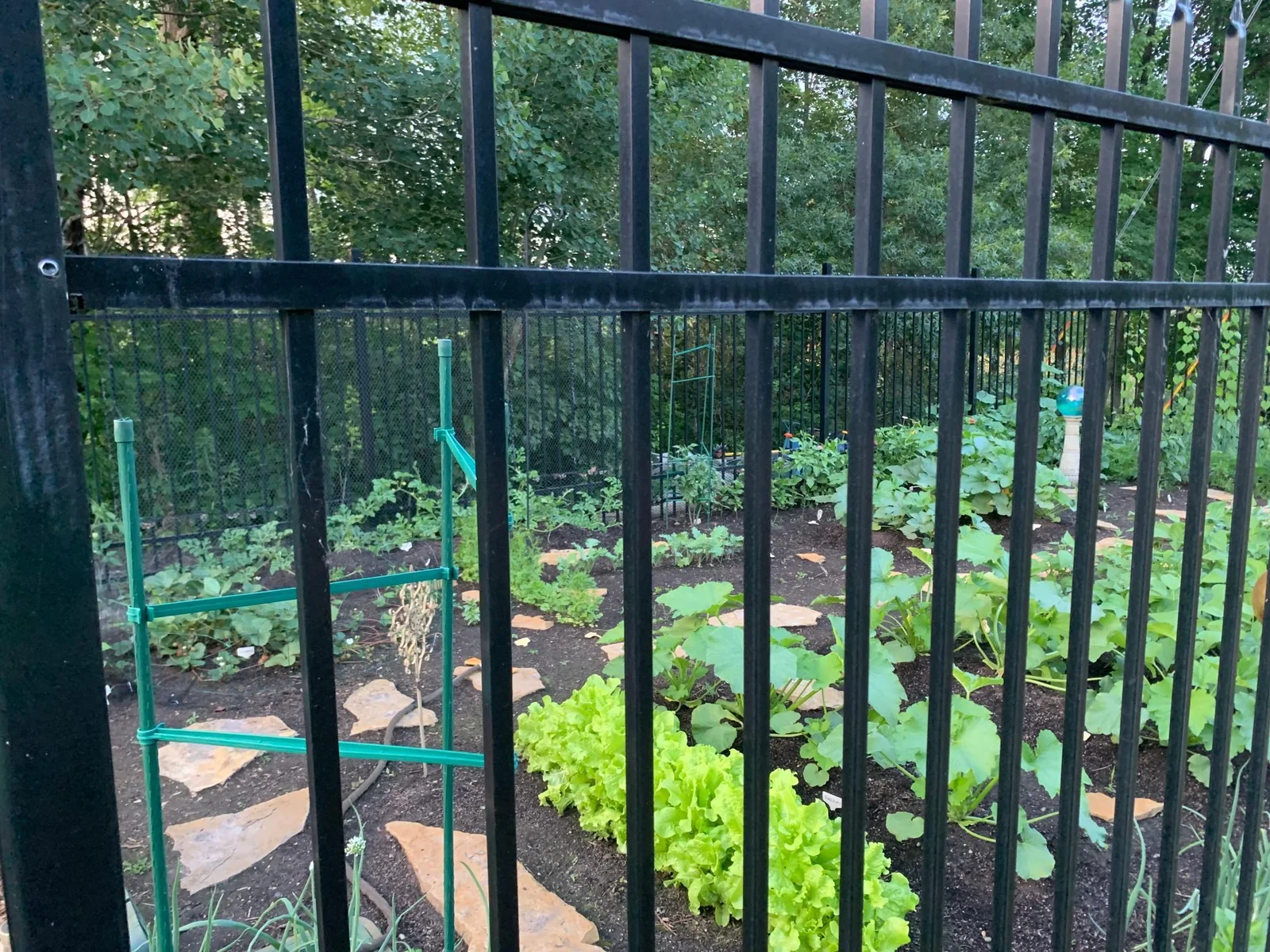 Grow veggies