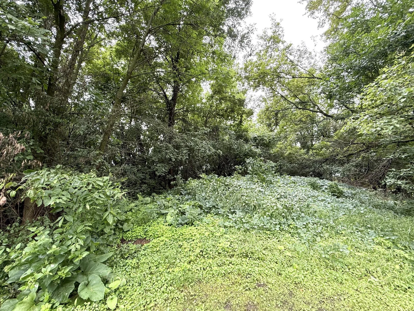Lots of mature trees in the Woods!