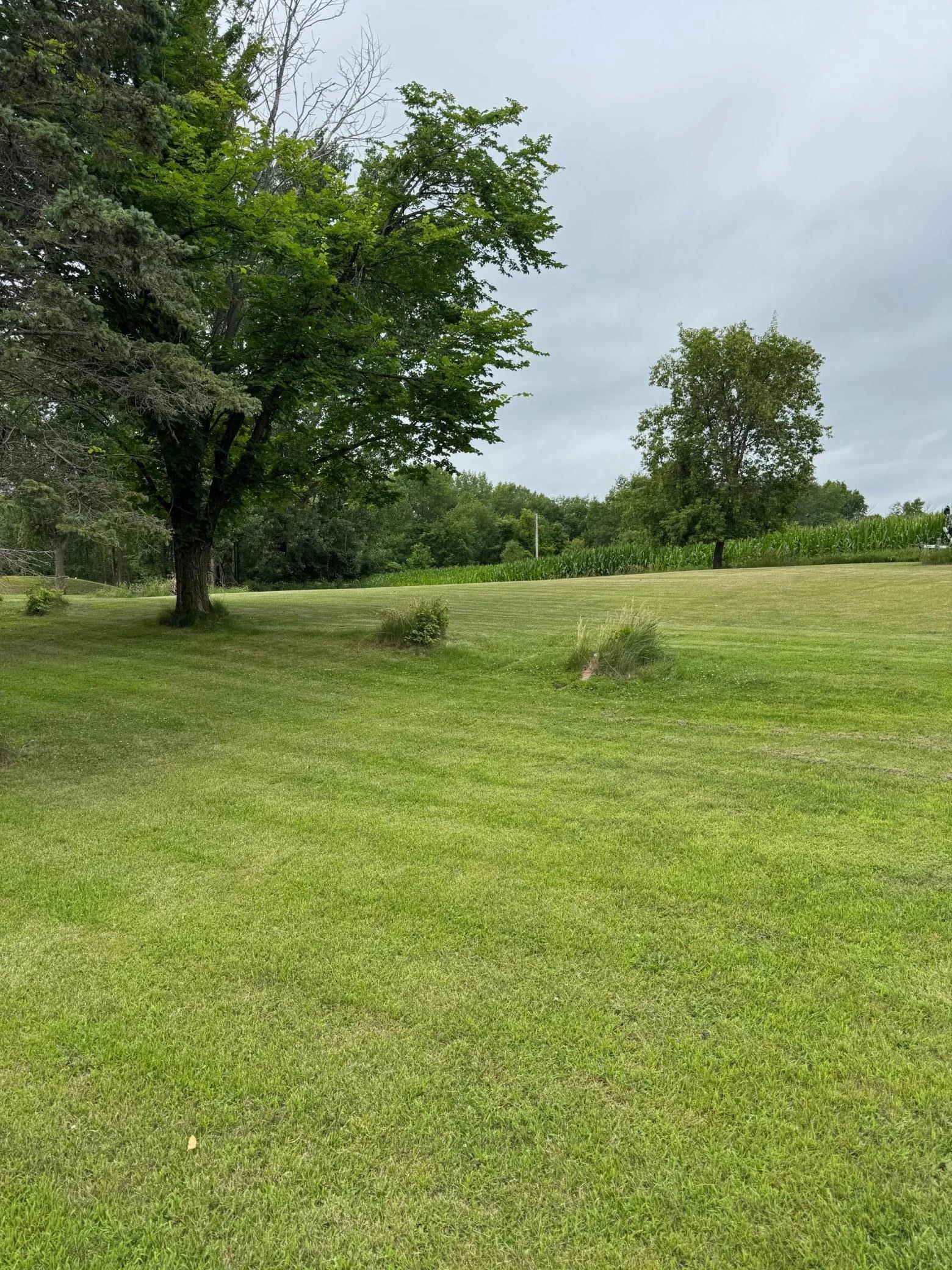 back yard.jpg